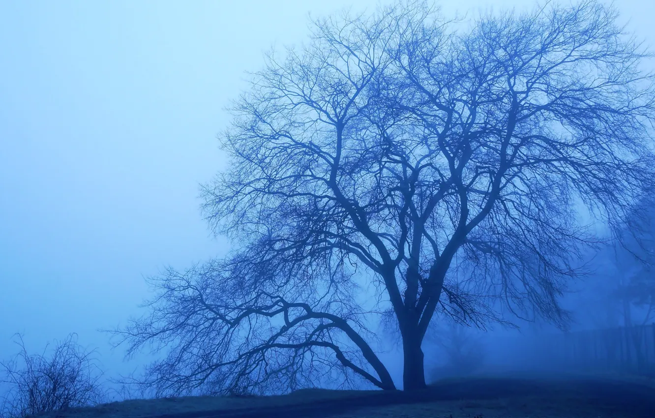 Photo wallpaper dark, tree, fog