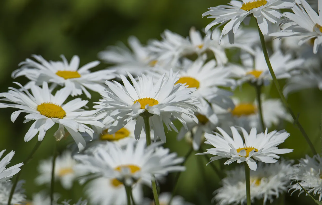 Photo wallpaper flowers, chamomile, summer mood