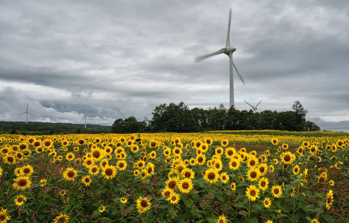 Photo wallpaper field, sunflowers, flowers, windmills