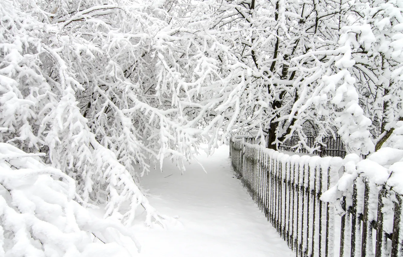 Photo wallpaper winter, snow, trees, white, landscape, winter, snow, tree