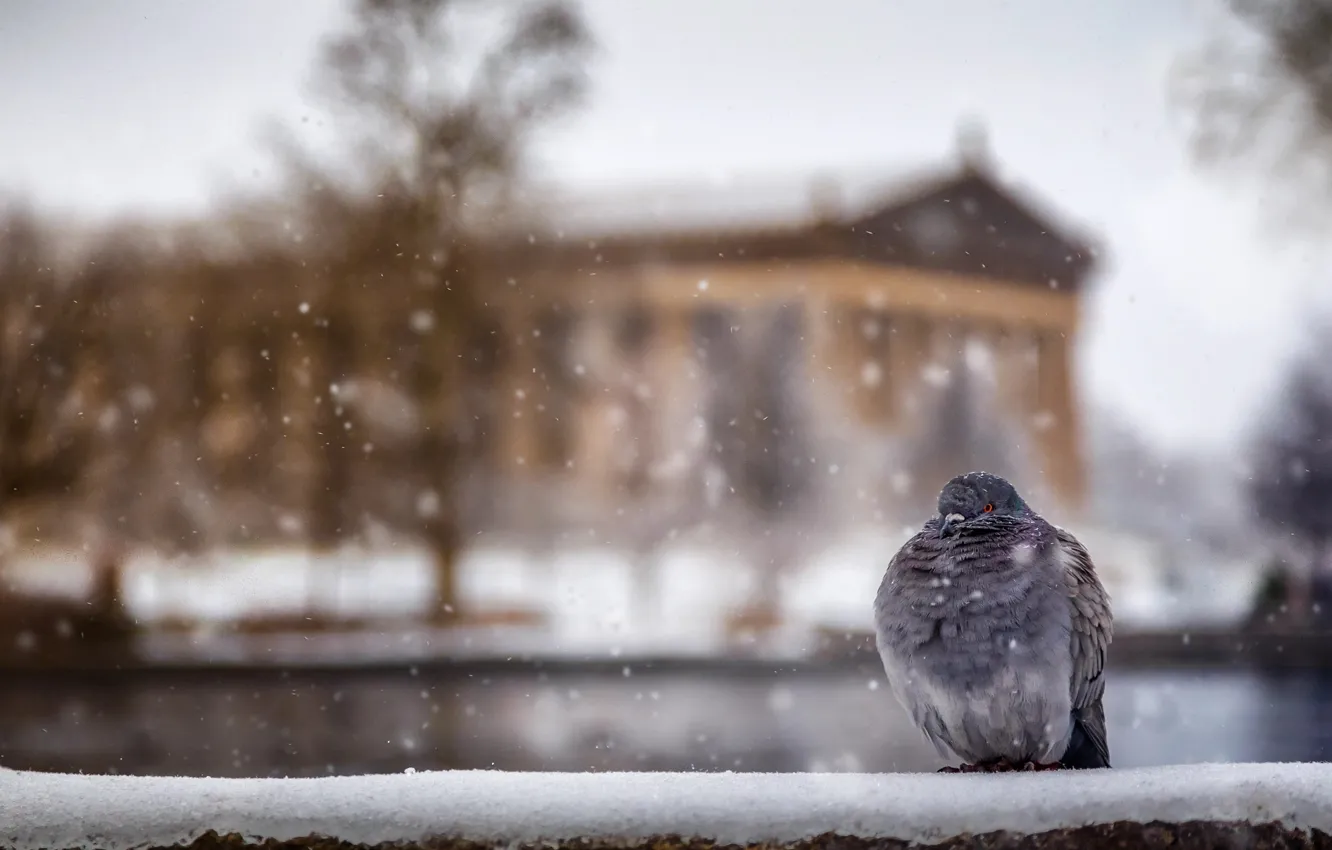 Photo wallpaper winter, snow, nature, the city, grey, bird, the fence, building