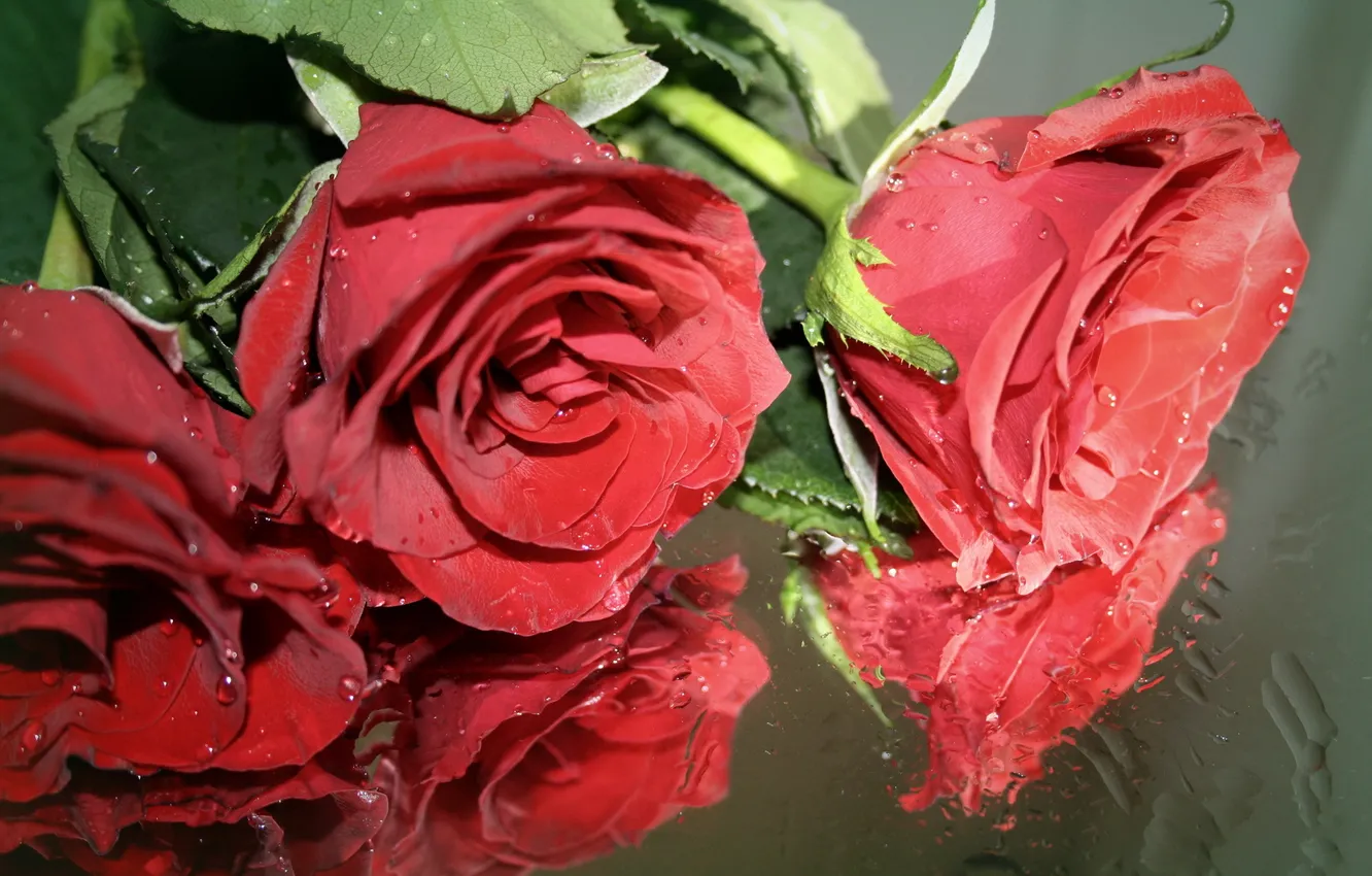 Photo wallpaper flowers, background, roses