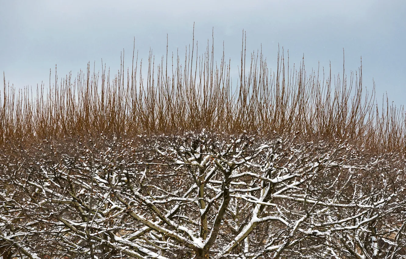 Photo wallpaper trees, branches, nature