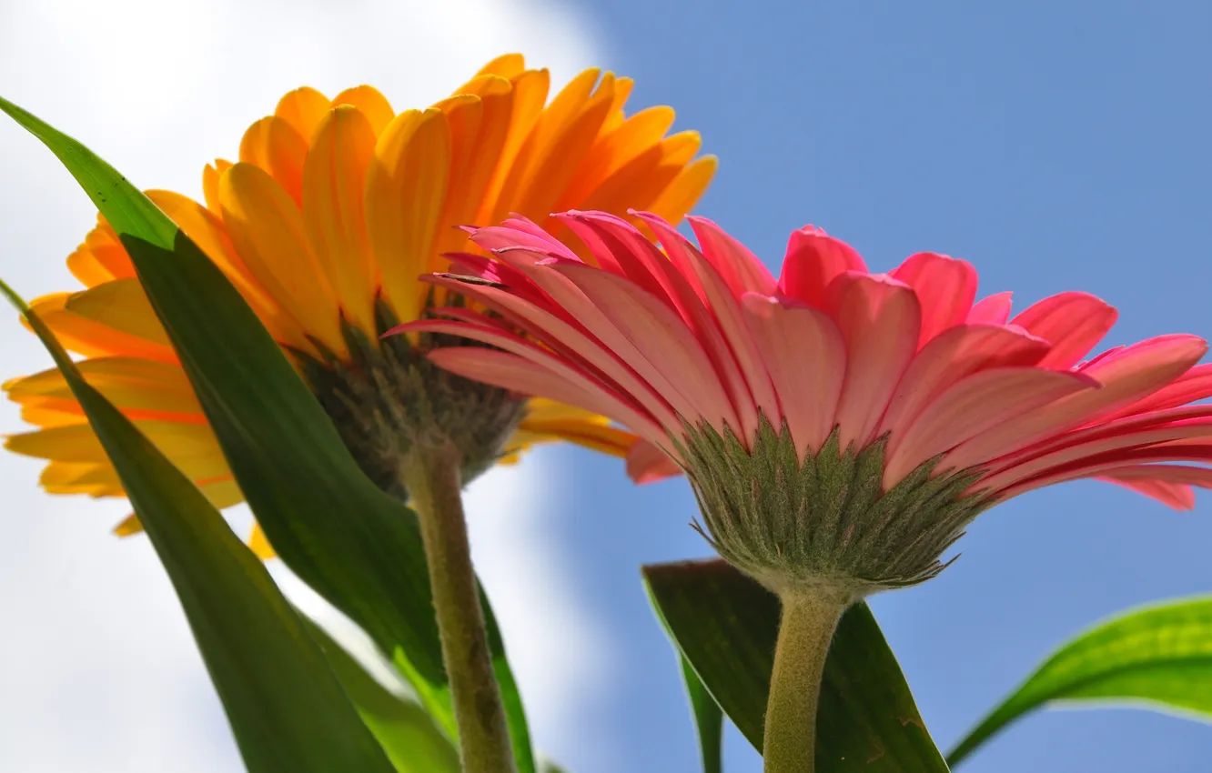 Photo wallpaper the sky, leaves, petals, stem, gerbera