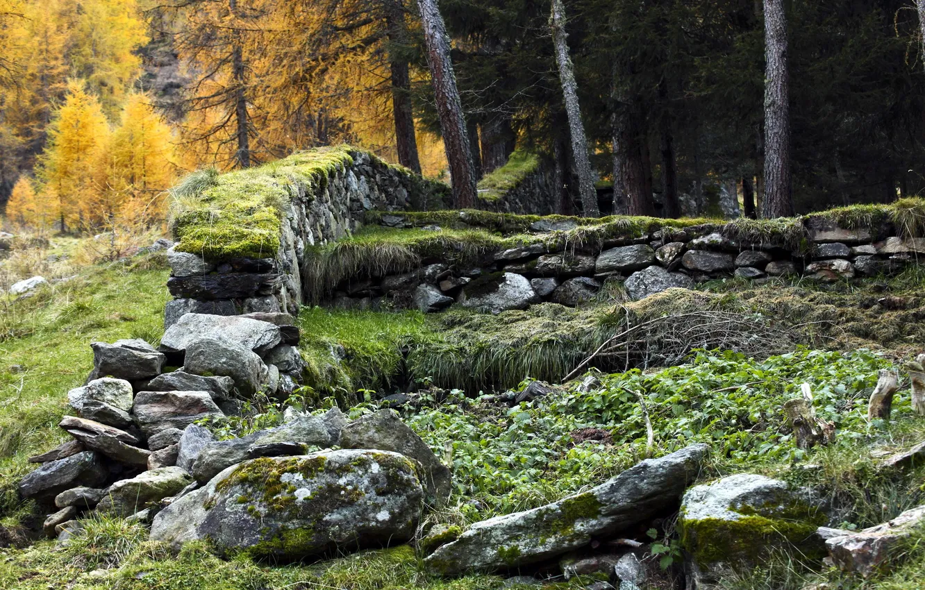 Photo wallpaper trees, stones, moss