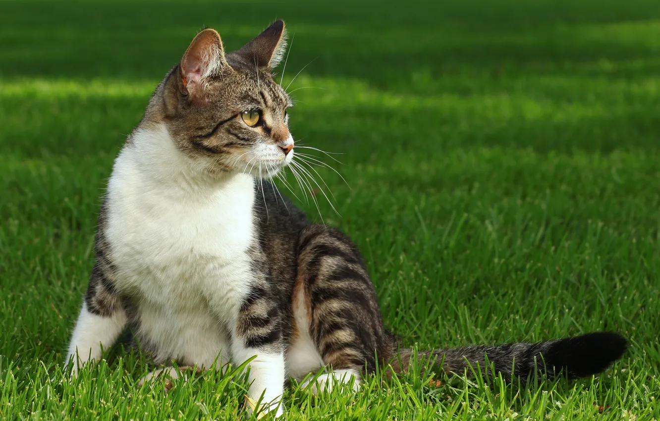 Photo wallpaper grass, pussy, striped