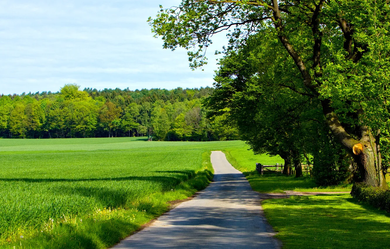 Photo wallpaper summer, the sky, clouds, trees, day, track, solar, near field