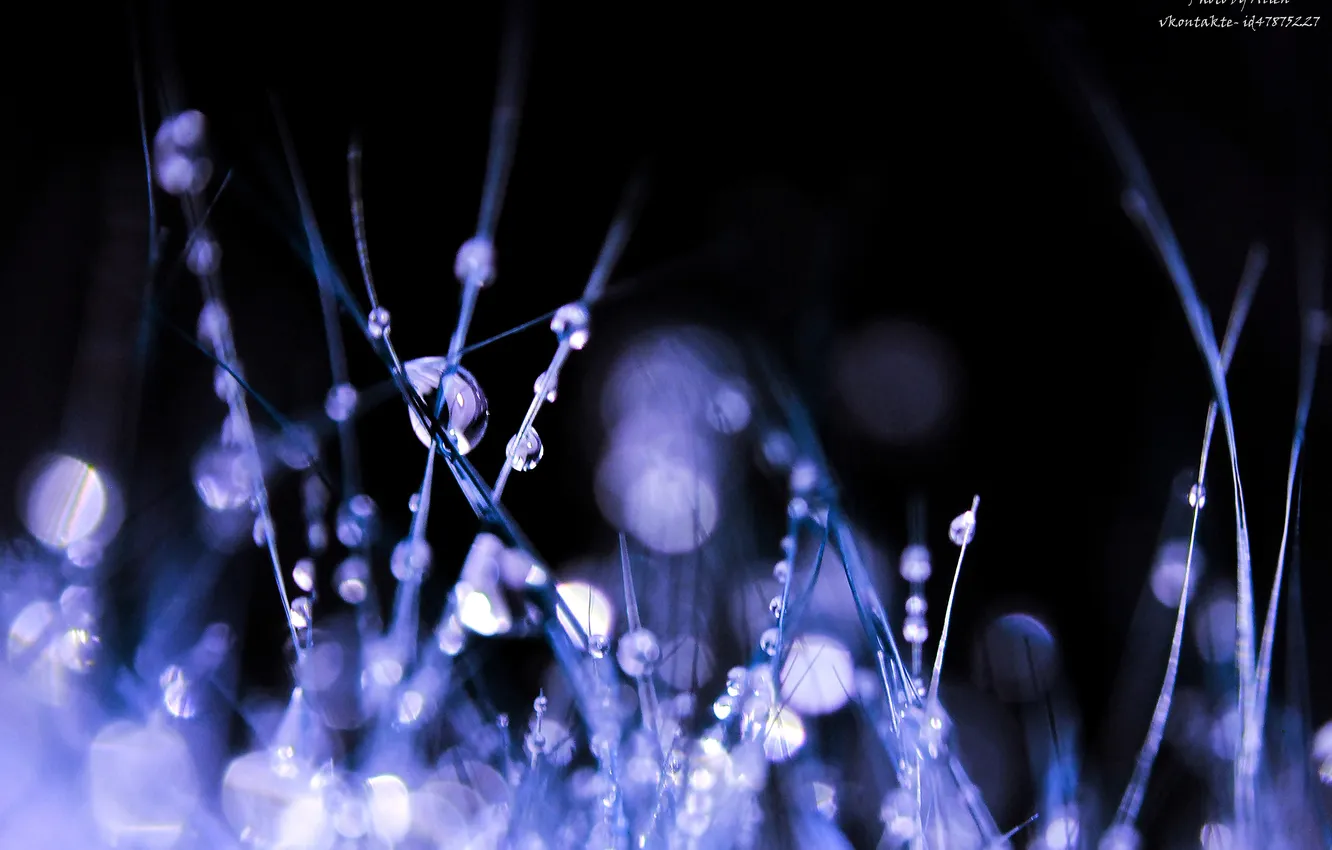 Photo wallpaper drops, macro, blue, droplets, fur