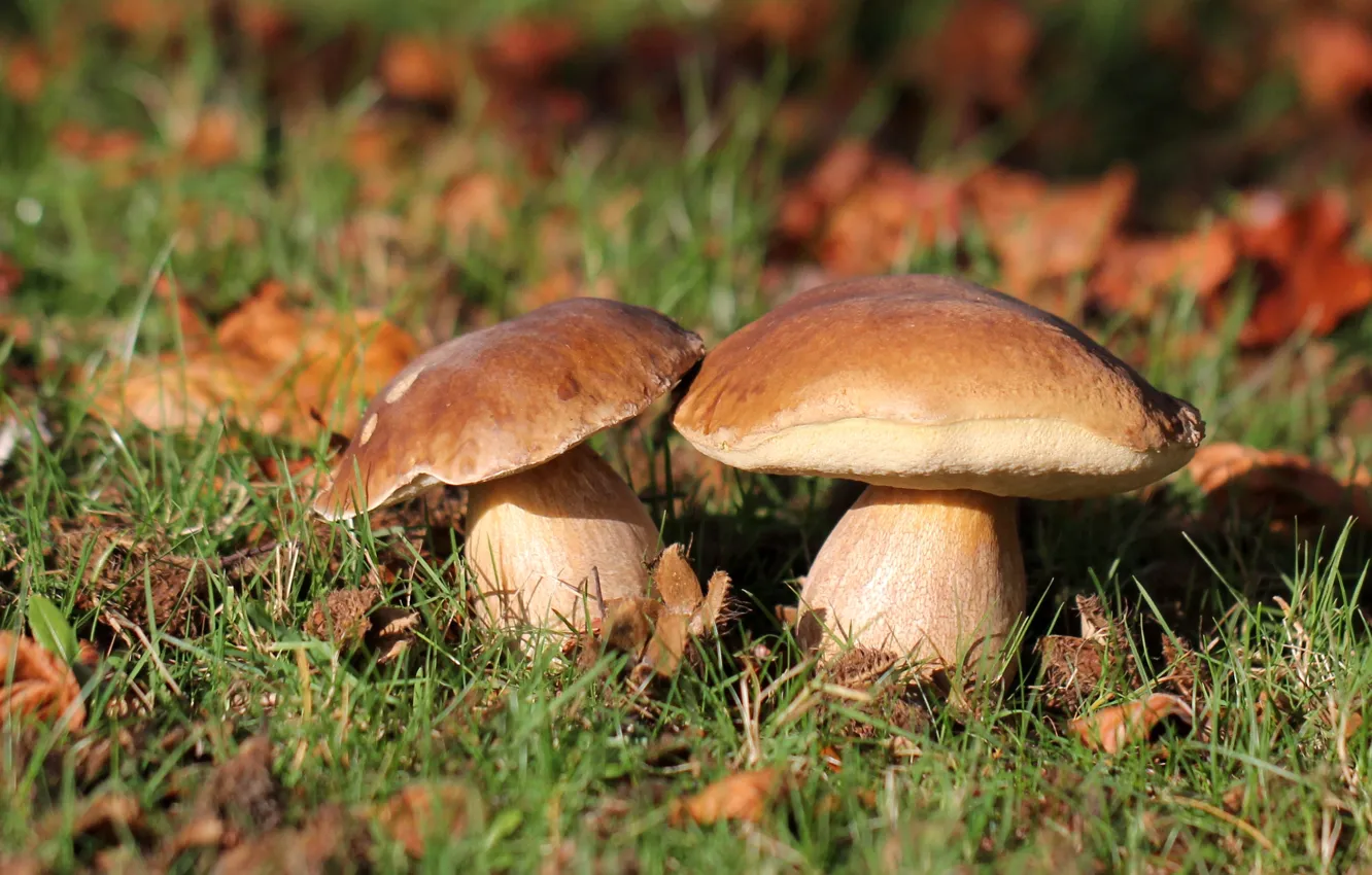 Photo wallpaper autumn, forest, grass, nature, mushrooms, White mushroom