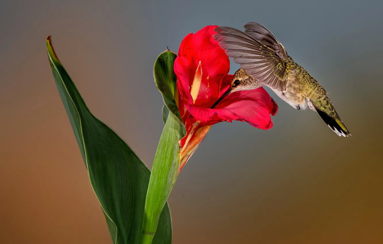 Photo wallpaper flower, nature, Hummingbird, Montenegro archilochus
