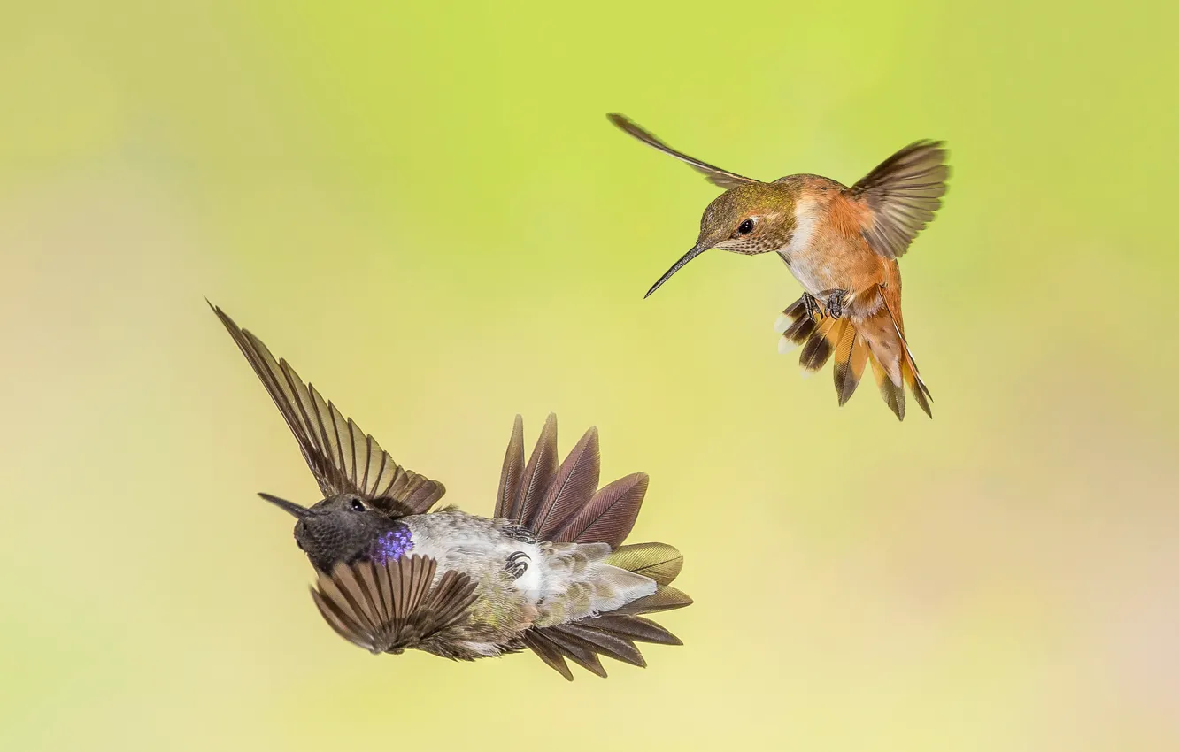 Photo wallpaper birds, wings, beak, Montenegro archilochus, Buffy Hummingbird