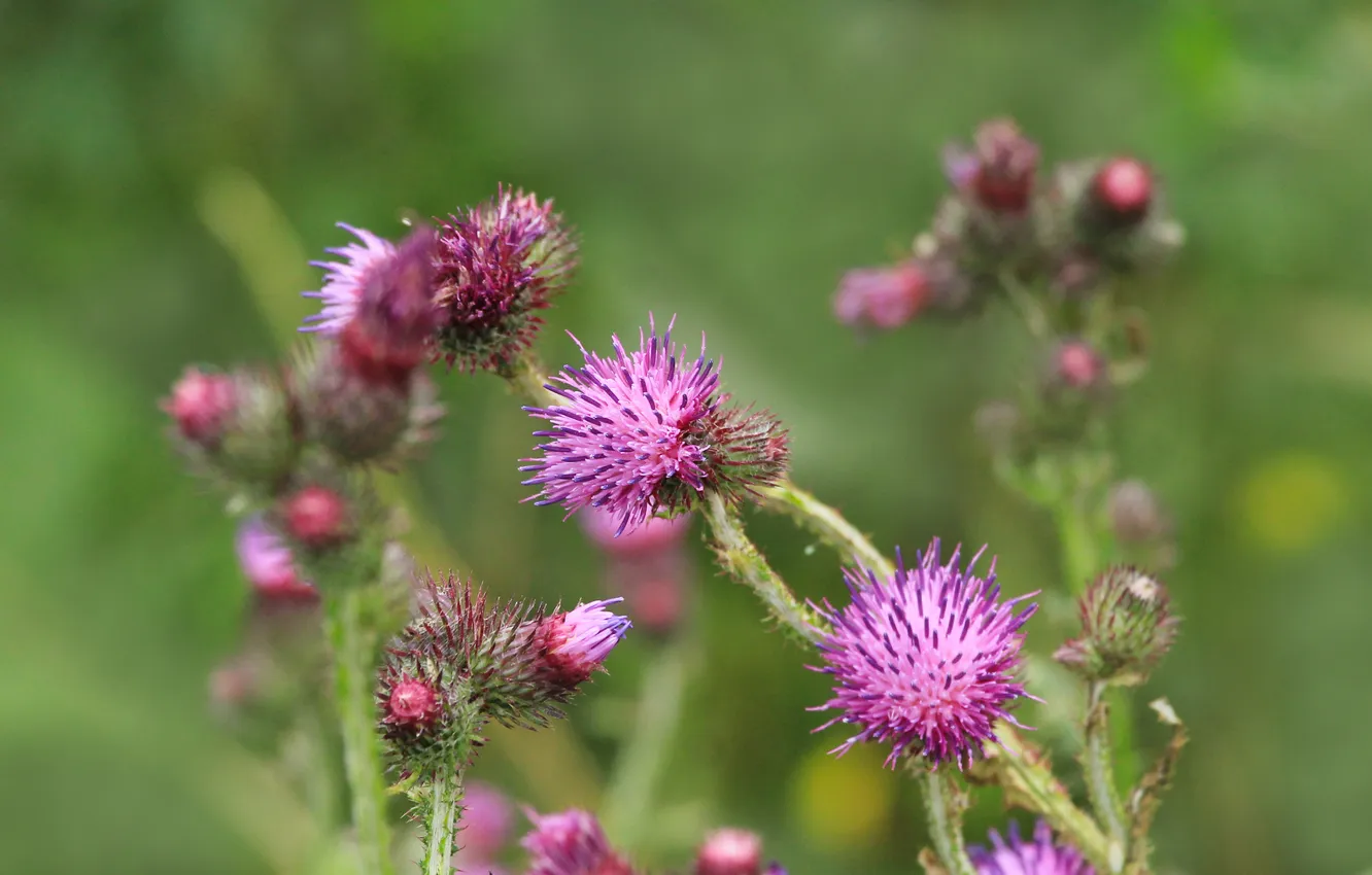 Photo wallpaper flower, pink, meadow