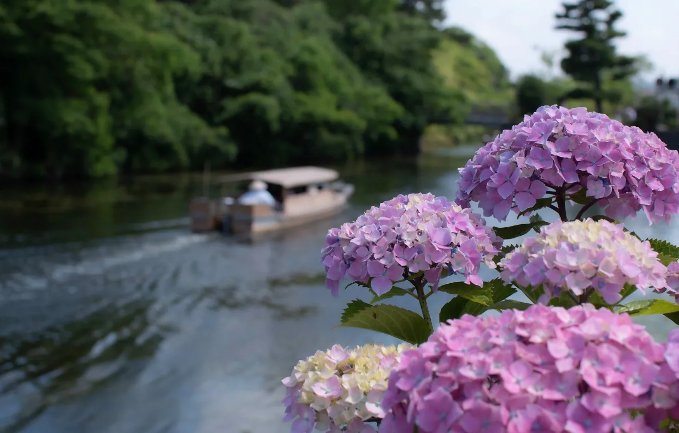 Photo wallpaper flowers, river, Japan, boat, inflorescence, hydrangea
