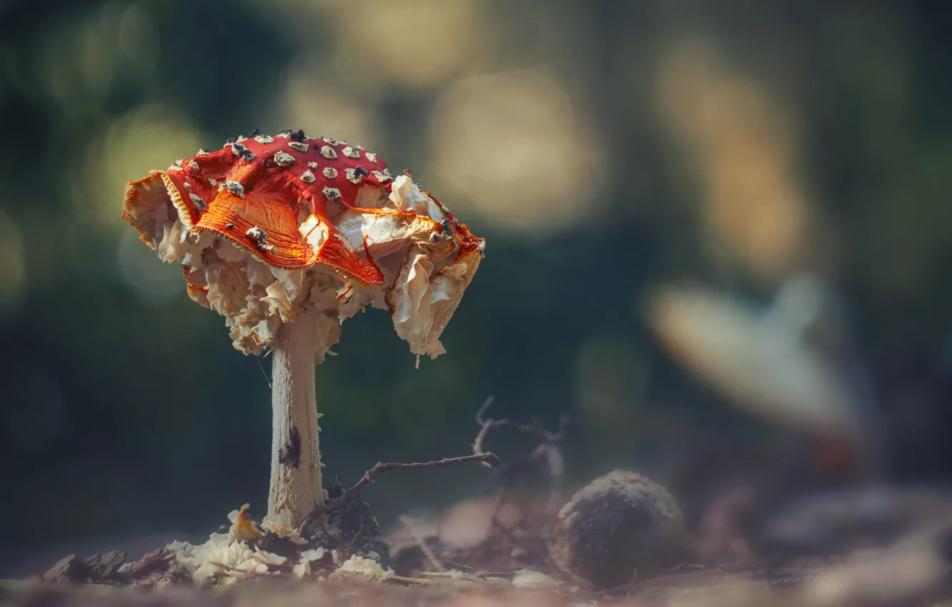Photo wallpaper autumn, branches, nature, mushrooms, mushroom, old, bumps, bokeh