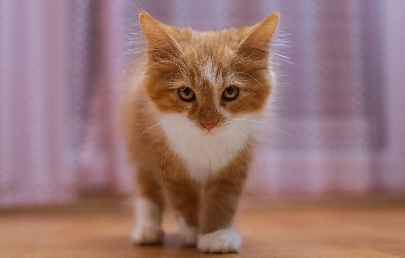 Photo wallpaper cat, red, kitty, curtains