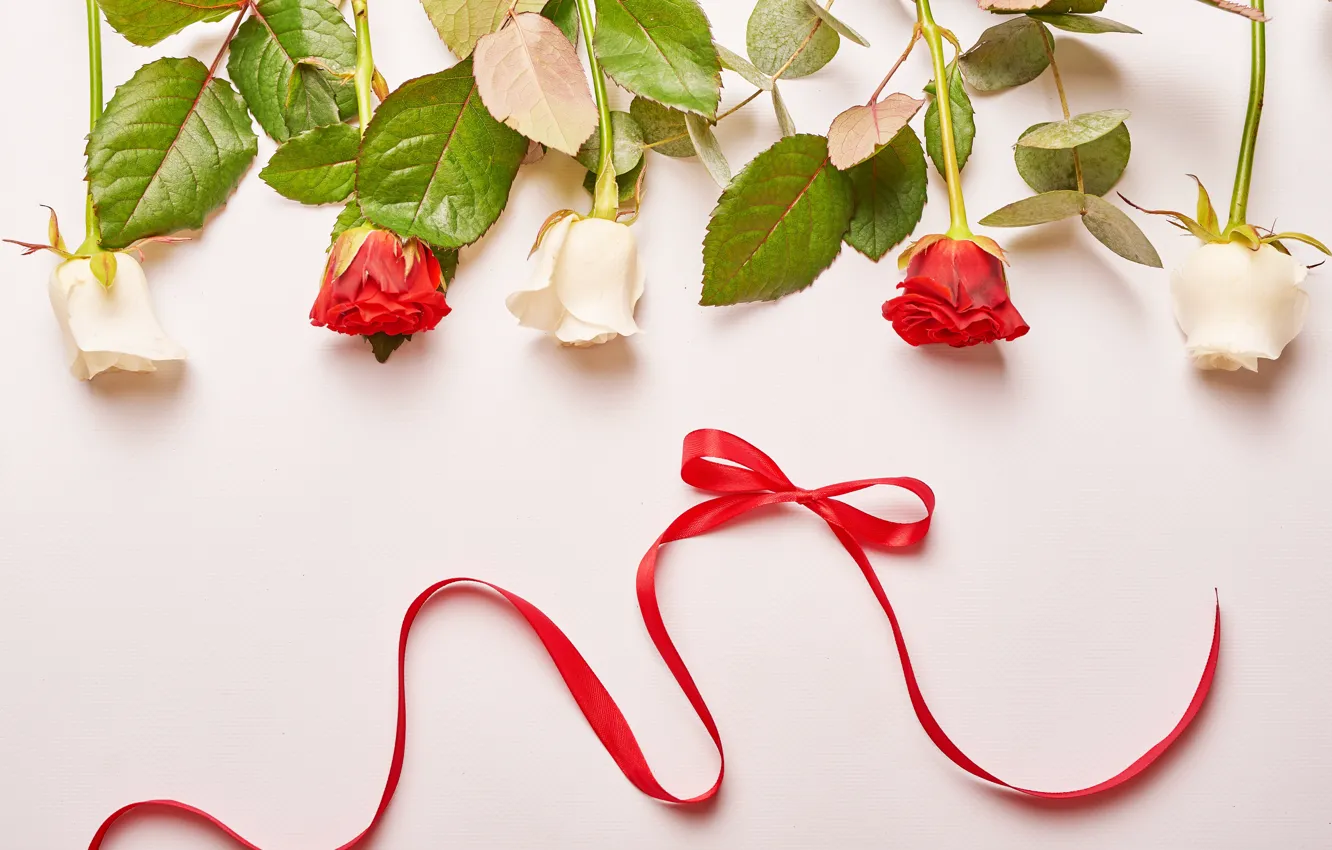 Photo wallpaper background, roses, tape, red, white, red, composition, Yarovoy Aleksandr
