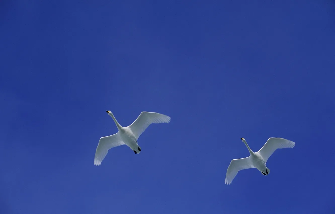 Photo wallpaper the sky, flight, bird, wings, swans