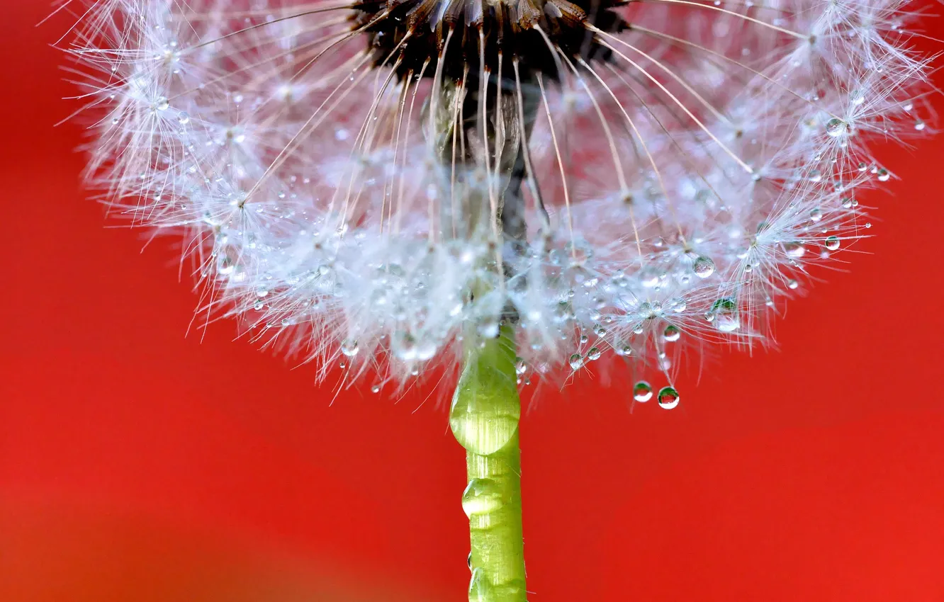 Photo wallpaper flower, drops, dandelion, blade of grass