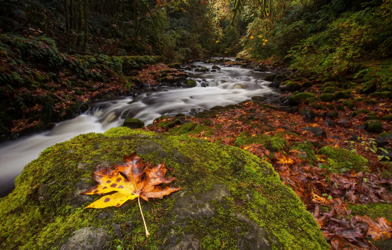 Photo wallpaper autumn, forest, sheet, river, stone, moss, stream