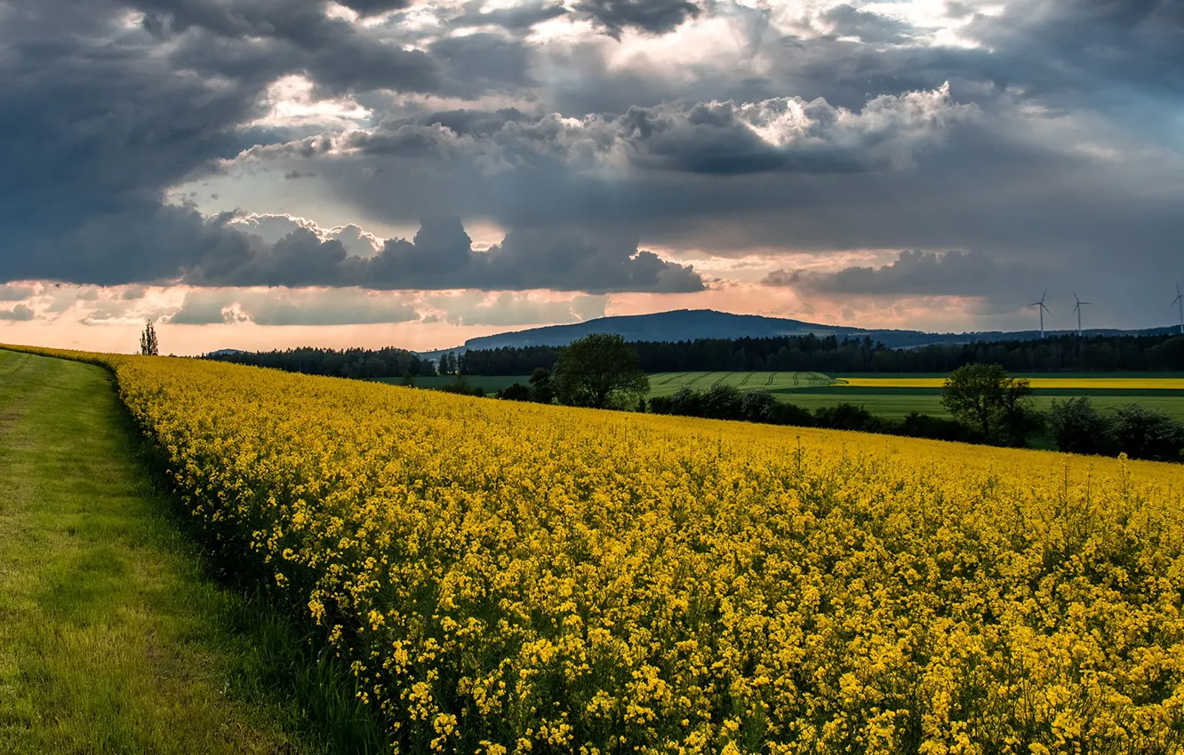 Photo wallpaper field, the sky, grass, clouds, trees, clouds, the evening, windmills