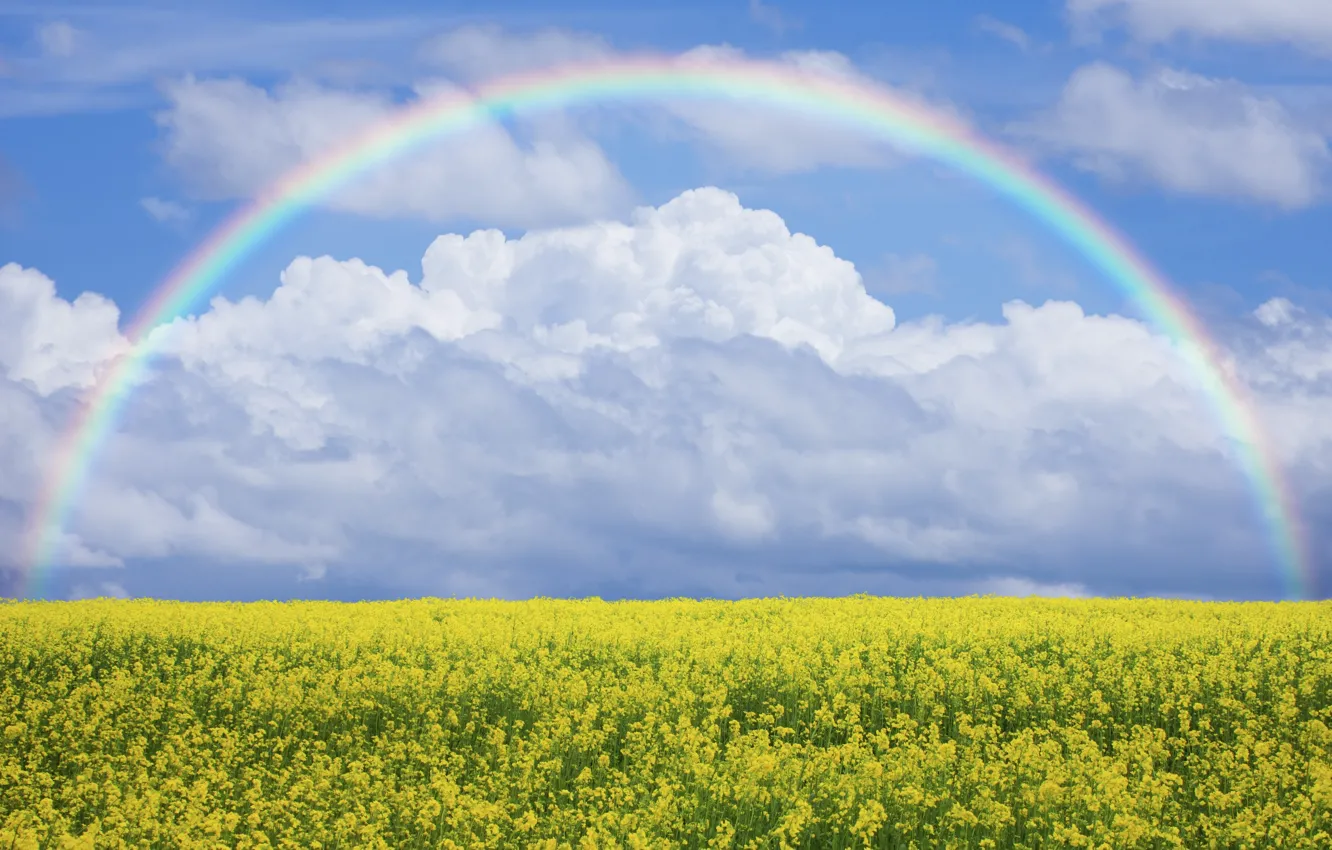Photo wallpaper field, the sky, flowers, nature, rainbow, meadow, rainbow, sky
