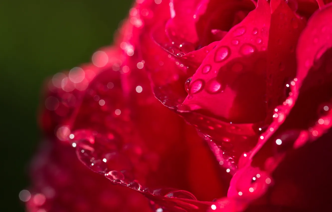 Photo wallpaper drops, macro, roses, petals