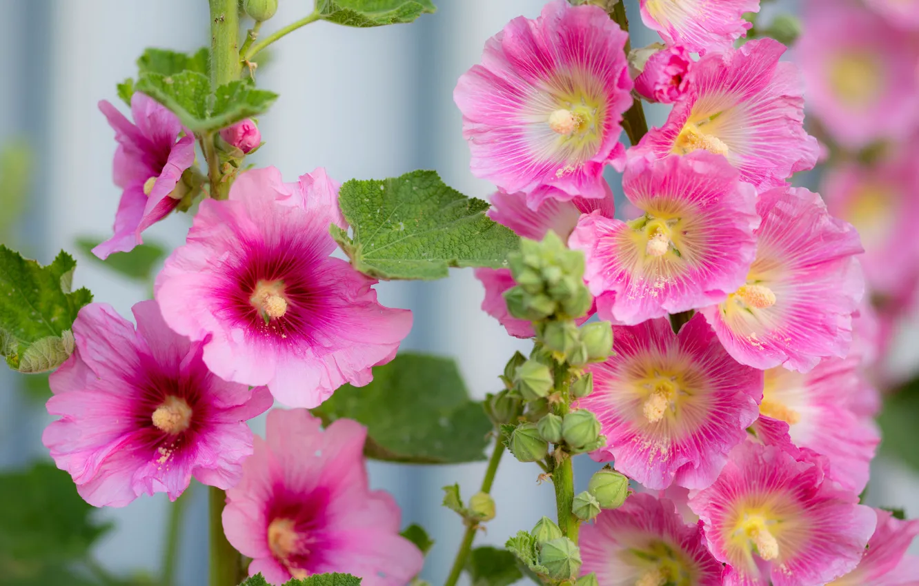 Photo wallpaper macro, pink, mallow