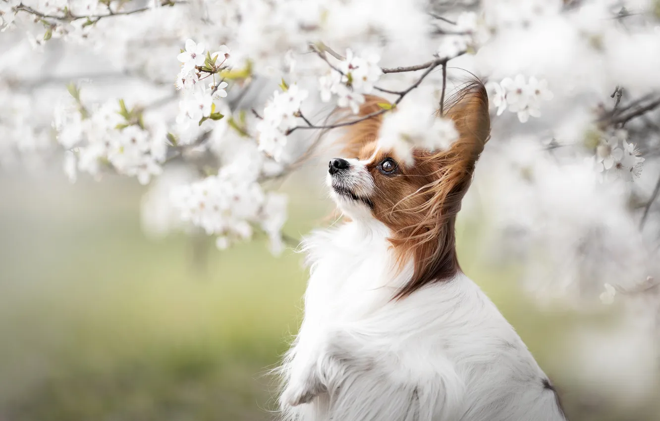 Photo wallpaper look, flowers, branches, nature, cherry, pose, Bush, dog