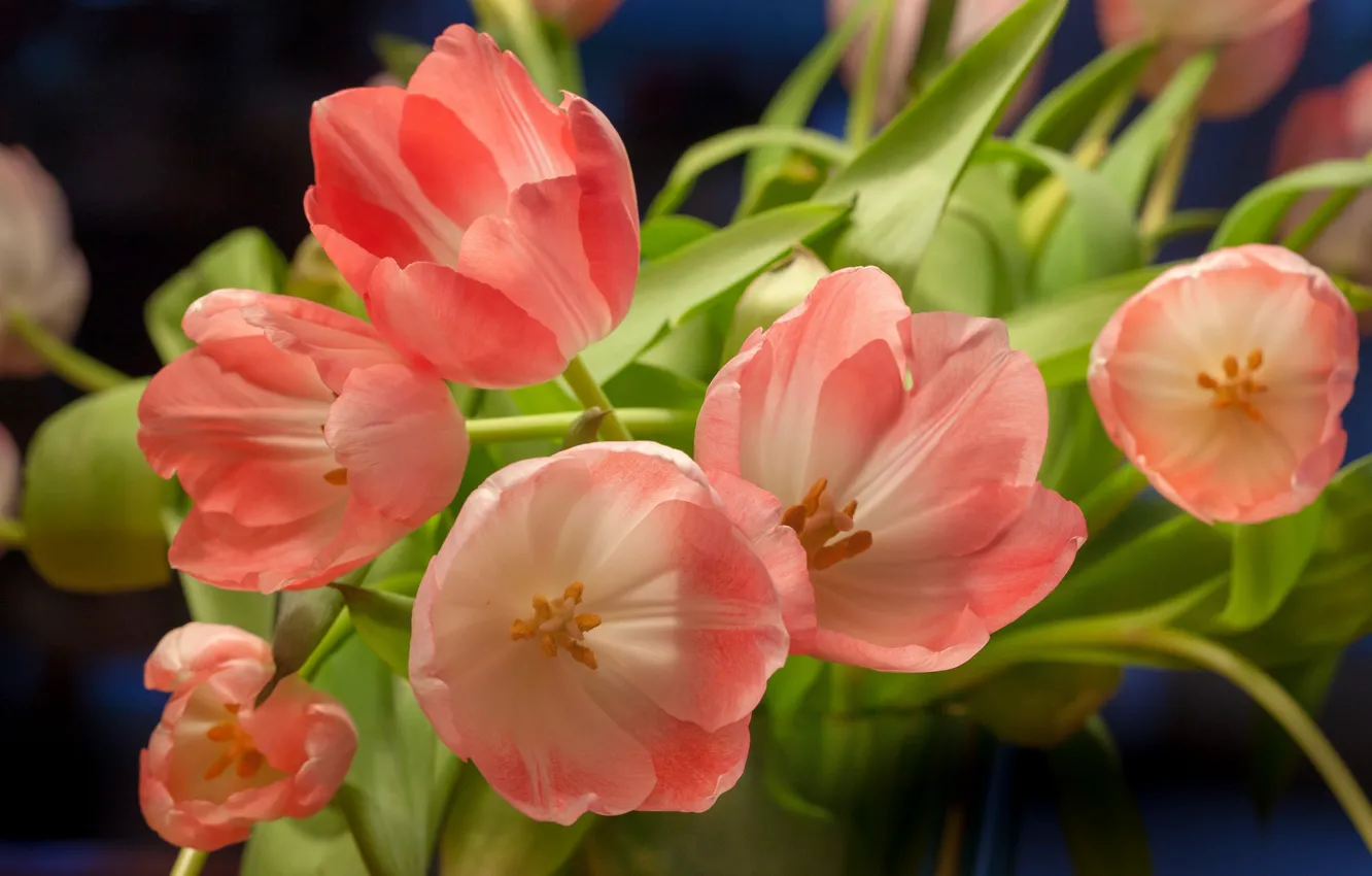 Photo wallpaper bouquet, petals, tulips