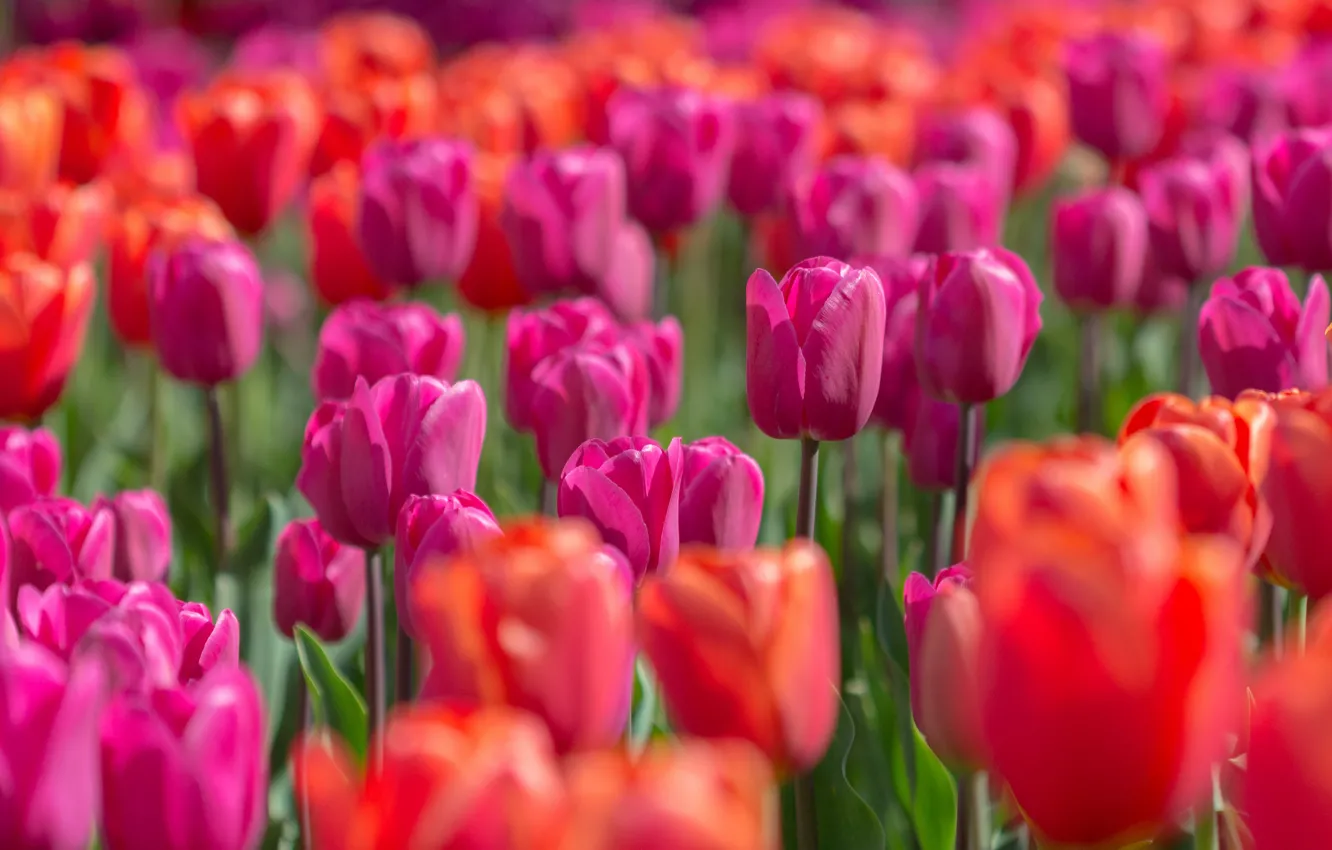 Photo wallpaper light, flowers, bright, spring, tulips, red, pink, buds