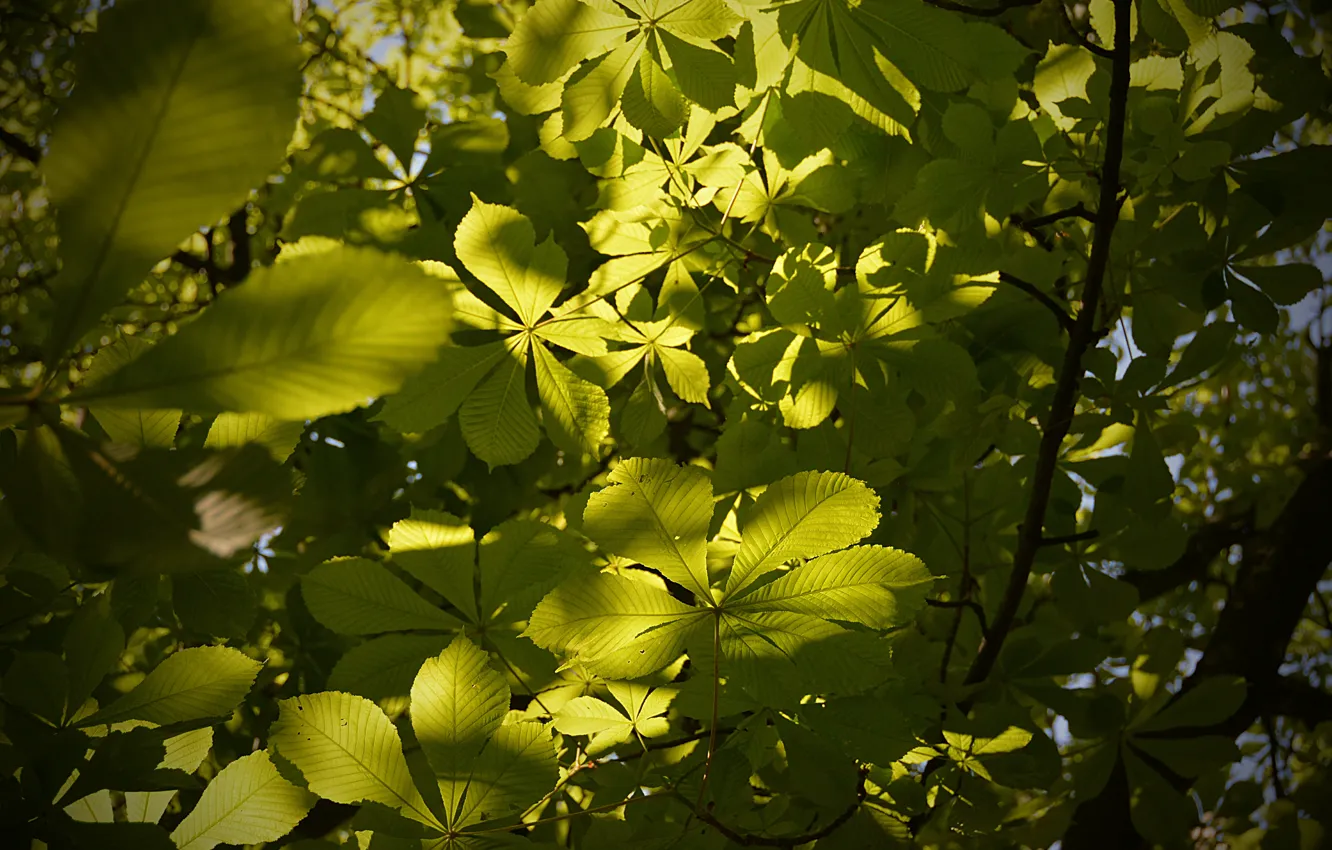 Photo wallpaper rays, Green leaves, Green leaves