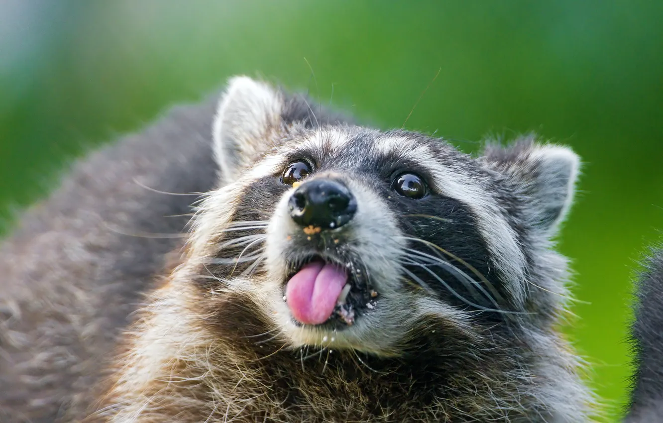 Photo wallpaper language, face, raccoon
