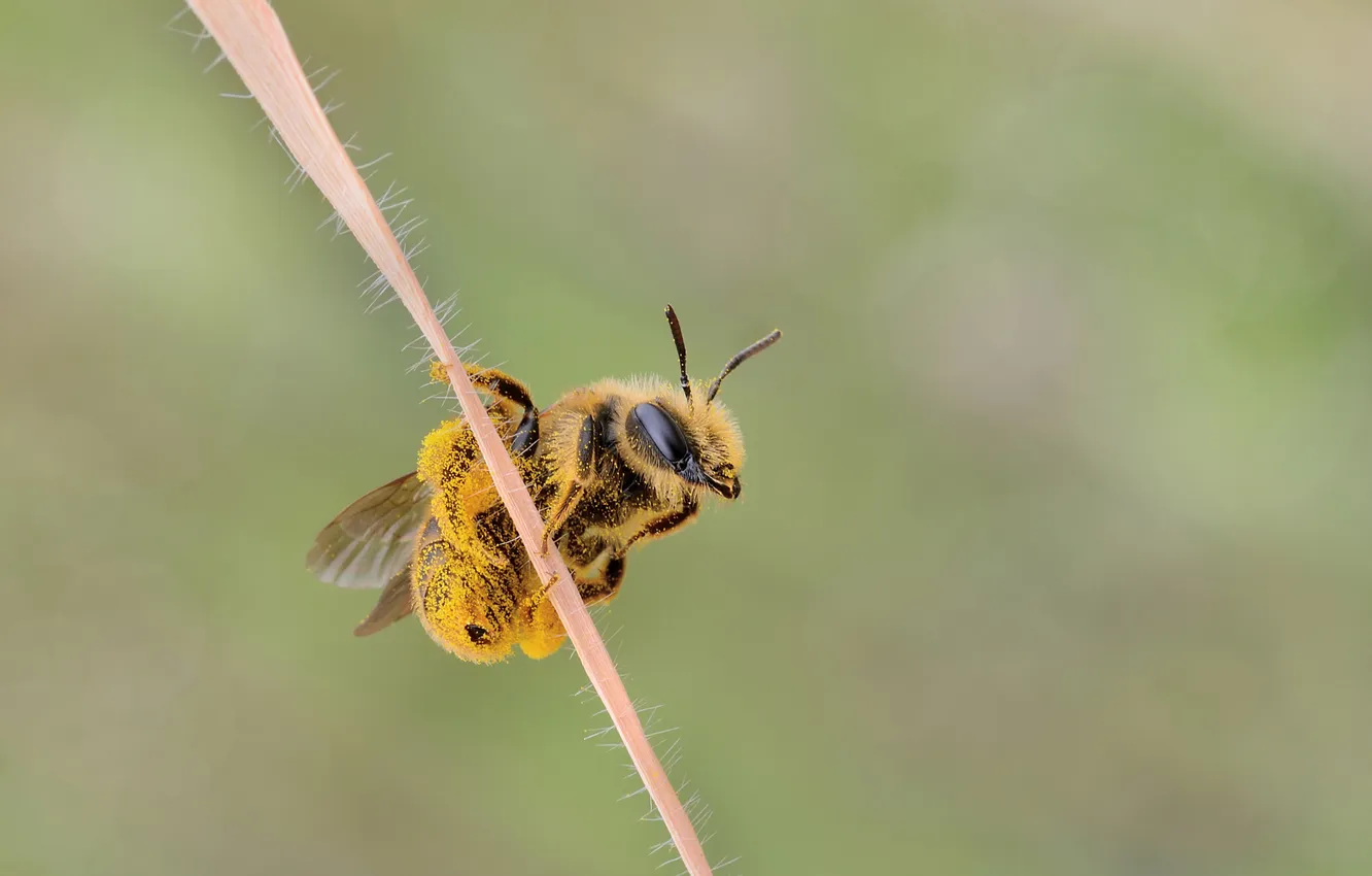Photo wallpaper macro, bee, pollen, insect