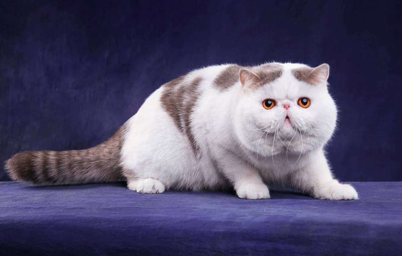 Photo wallpaper cat, cat, look, pose, legs, pers, muzzle, cute