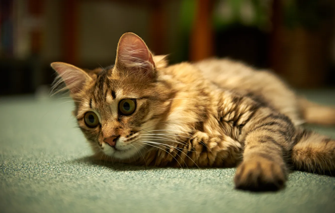 Photo wallpaper cat, cat, lying, carpet. attention
