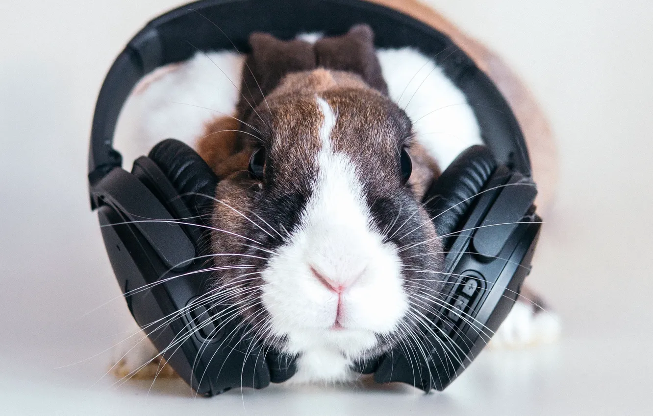 Photo wallpaper headphones, rabbit, muzzle