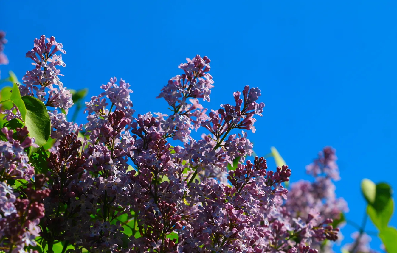 Photo wallpaper flower, sky, spring, lilac, twig