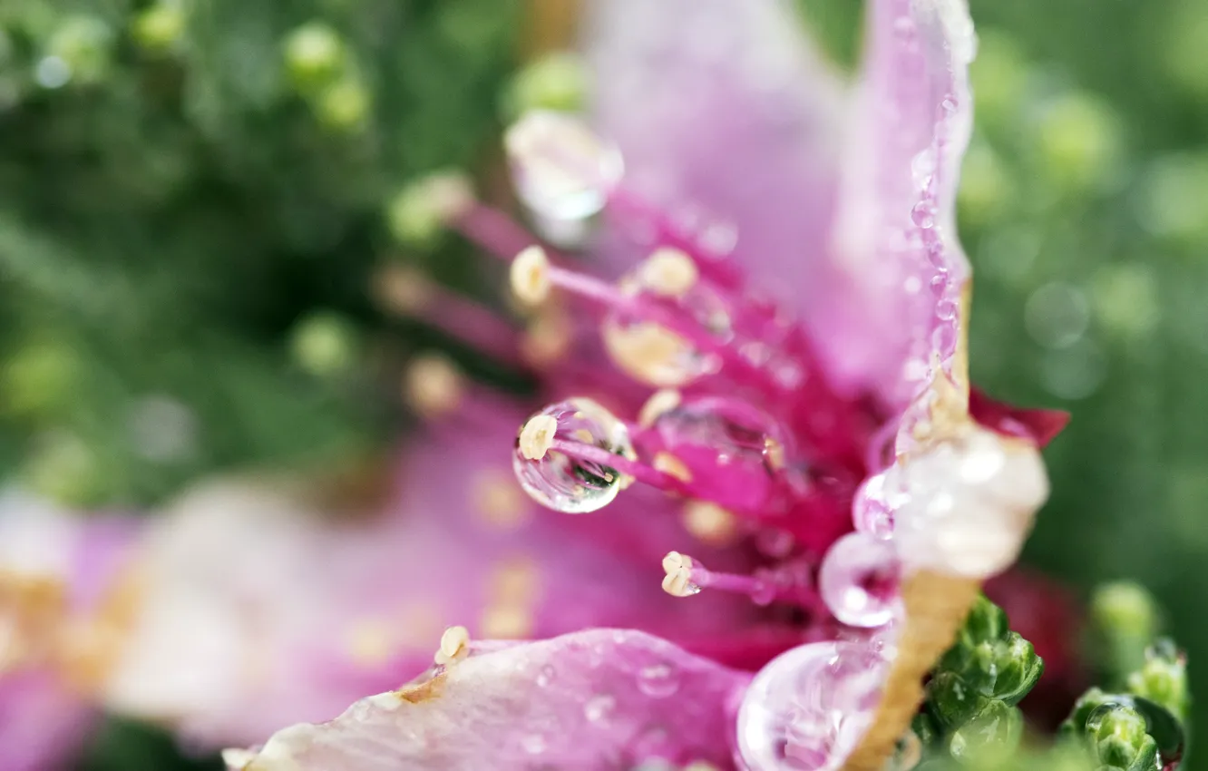 Photo wallpaper water, macro, flowers, Rosa, petals