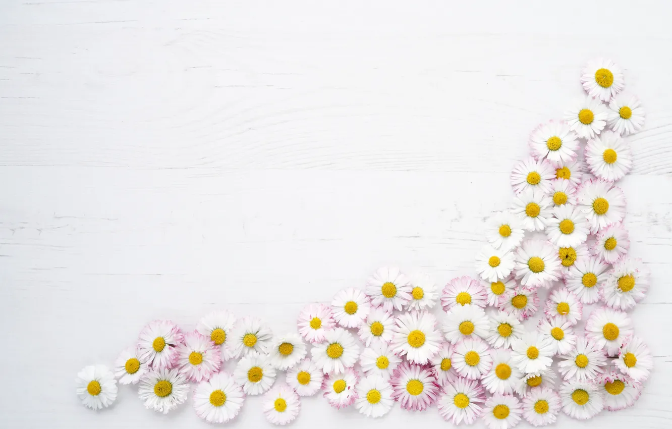 Photo wallpaper flowers, background, Daisy