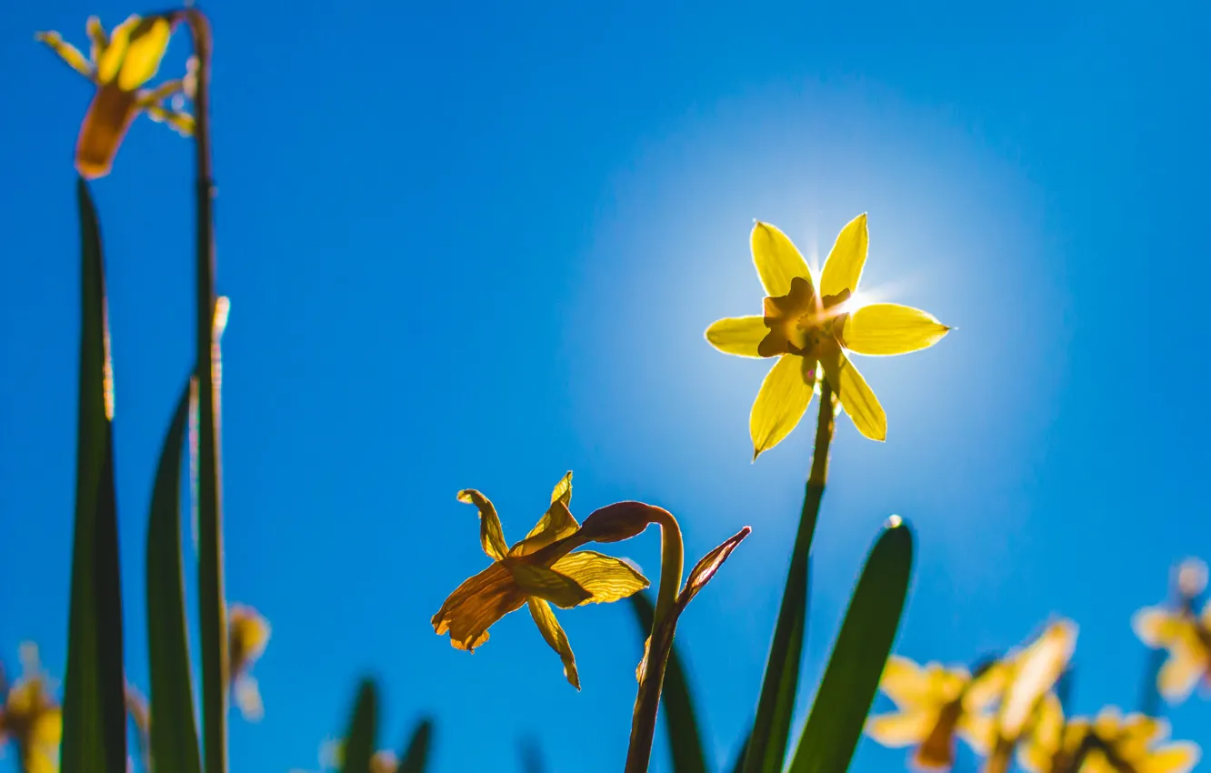 Photo wallpaper the sky, rays, nature, petals, Narcissus