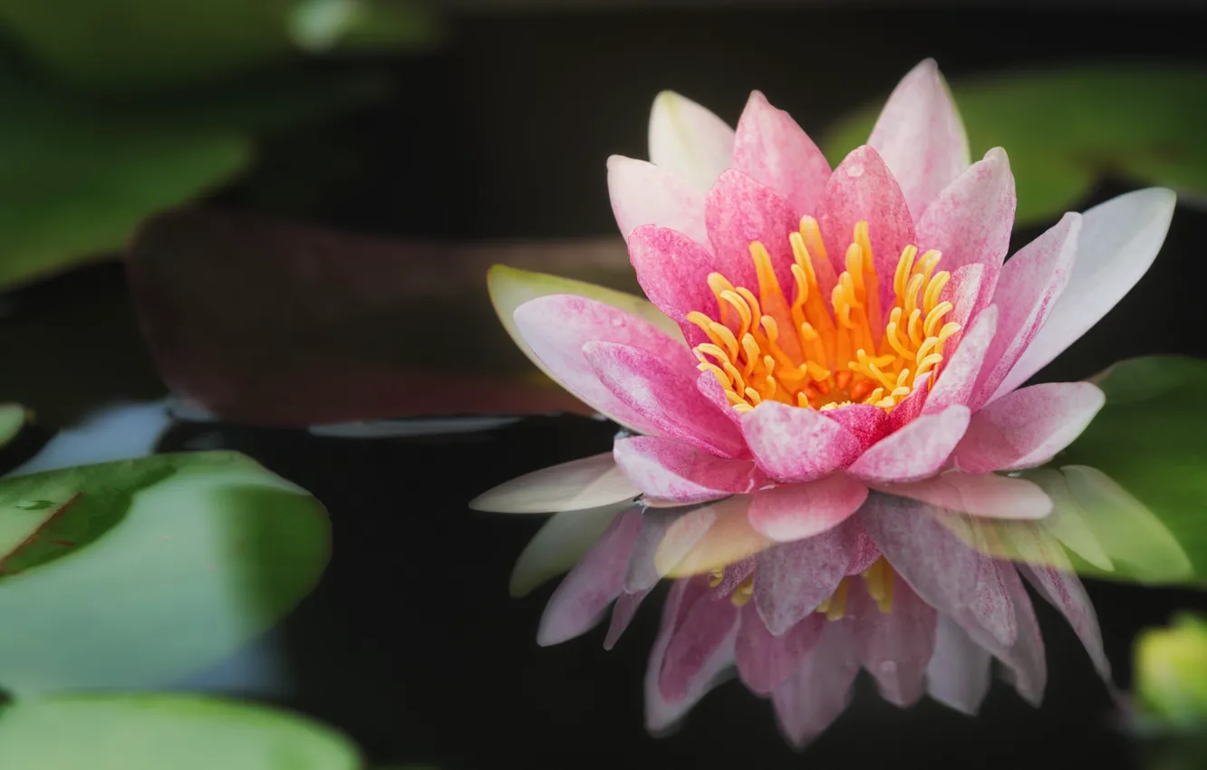 Photo wallpaper water Lily, water, reflection, Nymphaeum, pink