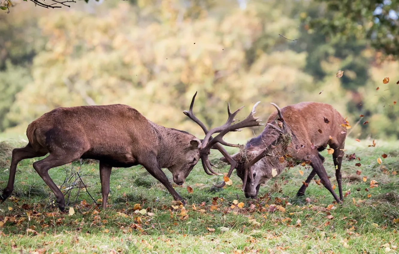 Photo wallpaper fight, duel, deer