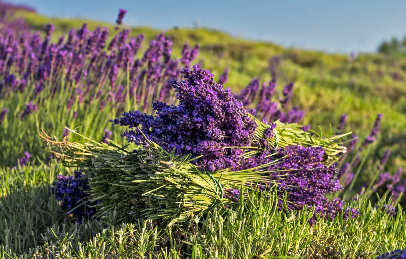 Photo wallpaper field, summer, flowers, lavender