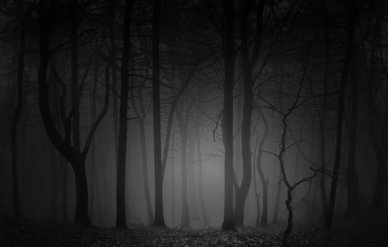 Photo wallpaper forest, trees, night, nature, fog, black and white, monochrome, monochrome