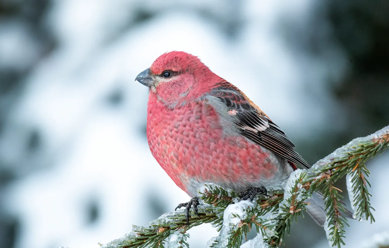 Photo wallpaper winter, snow, bird, pink, branch, needles, Schoor