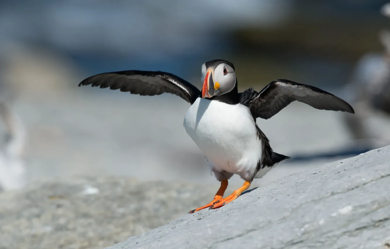 Photo wallpaper look, pose, background, bird, wings, stalled, Atlantic puffin, the scope