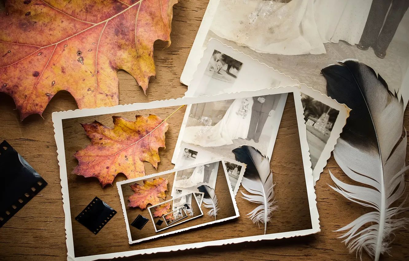 Photo wallpaper autumn, leaves, feathers, film, wedding photo