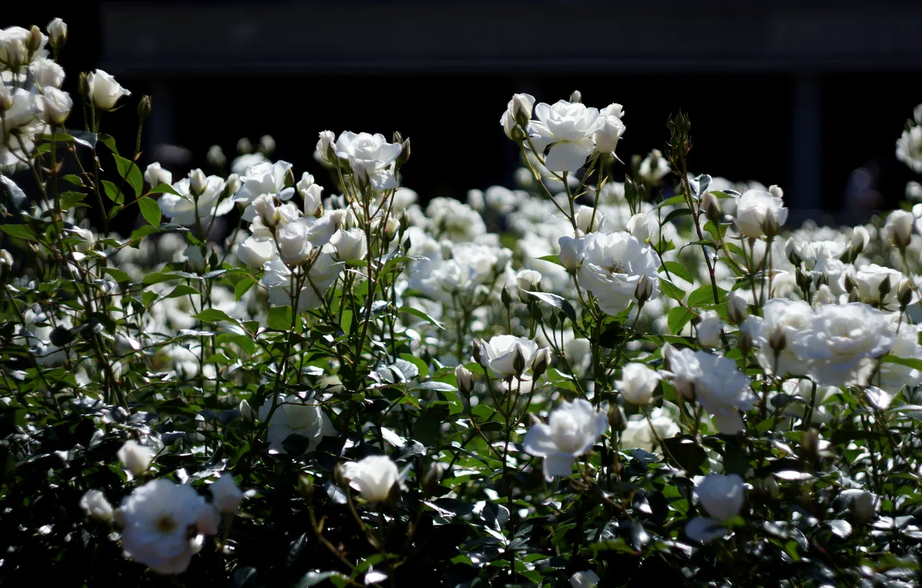 Photo wallpaper light, flowers, roses, garden, white, flowering, a lot, rose Bush
