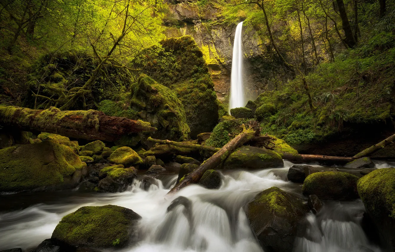 Photo wallpaper greens, forest, leaves, trees, branches, stones, rocks, foliage