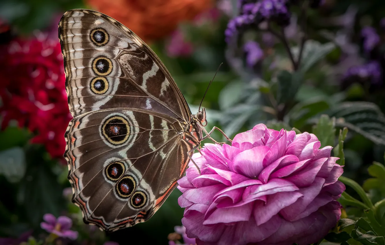 Photo wallpaper butterfly, wings, Ranunculus